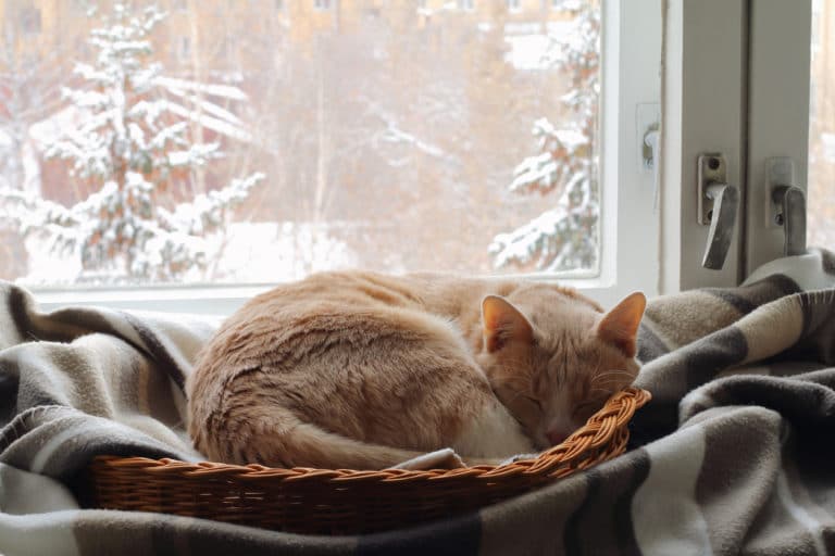 chat hiberne