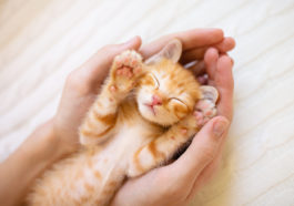 propriétaire de chat