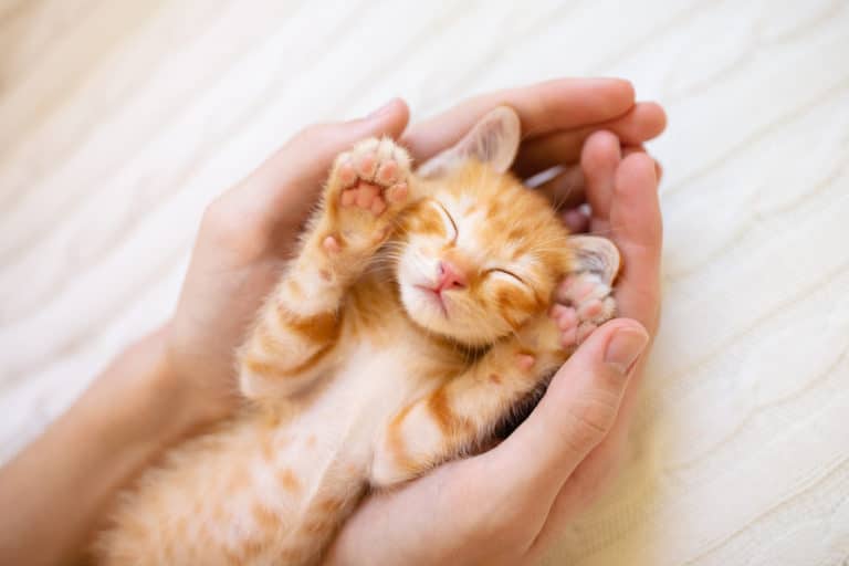 propriétaire de chat