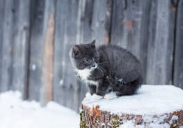 chaton glace