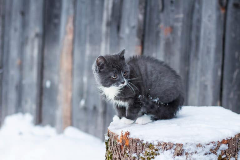 chaton glace