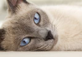 chat