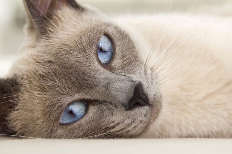 chat