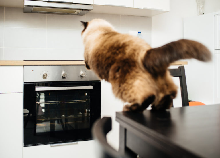 chat cuisine
