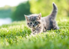 chaton
