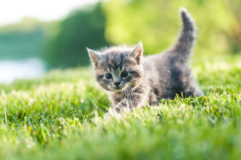 chaton