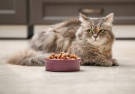 chat digestion