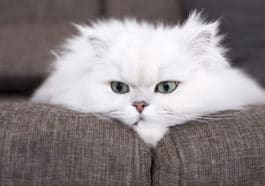 chat rancunier