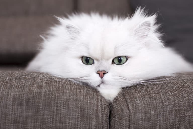 chat rancunier