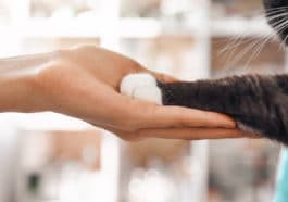 chat présentation