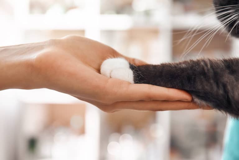 chat présentation
