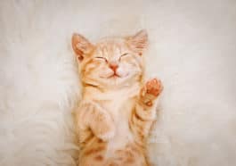 chat