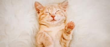 chat