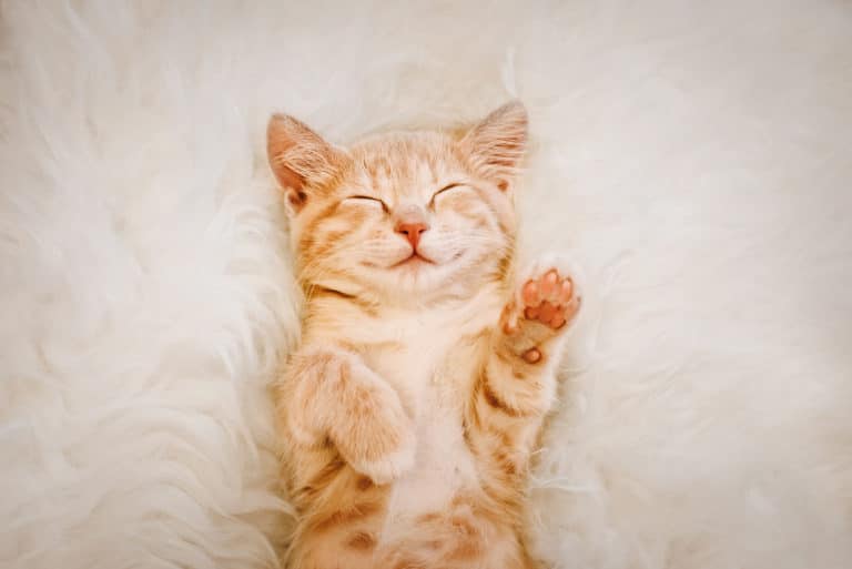 chat