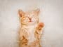 chat