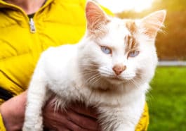 chat
