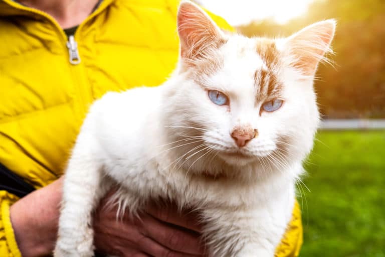 chat