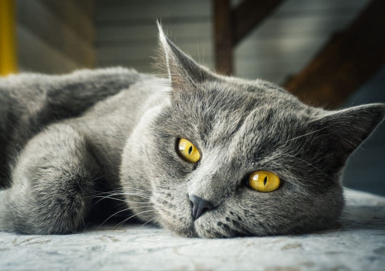 chat