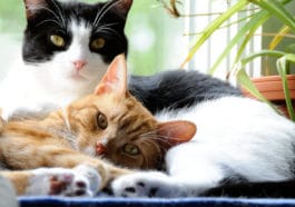 chats