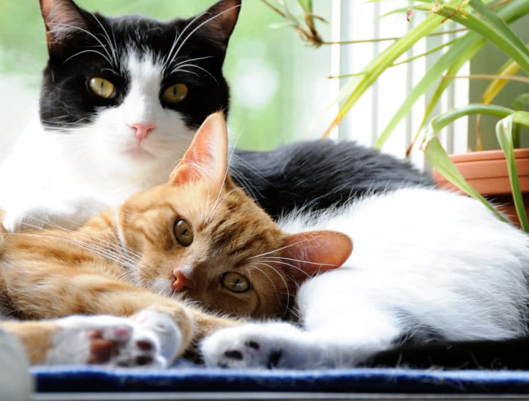 chats