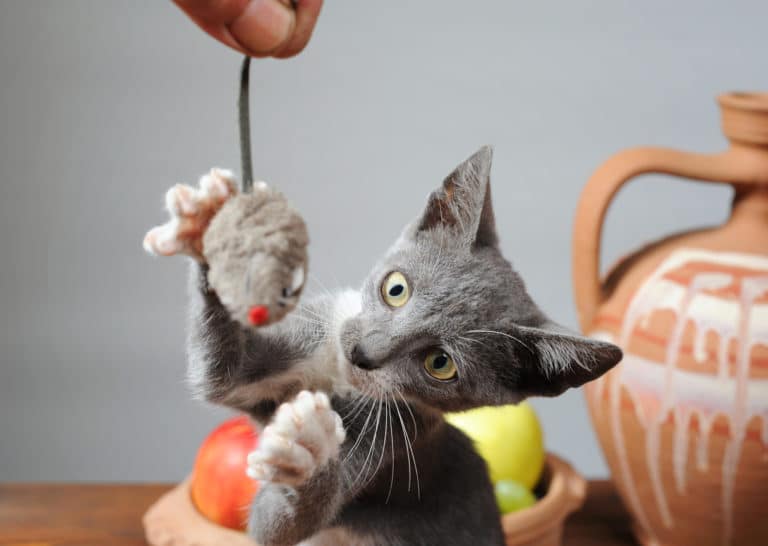 chat joue