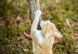 chat fait ses griffes