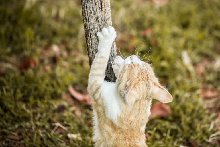chat fait ses griffes