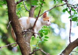 chat coincé arbre