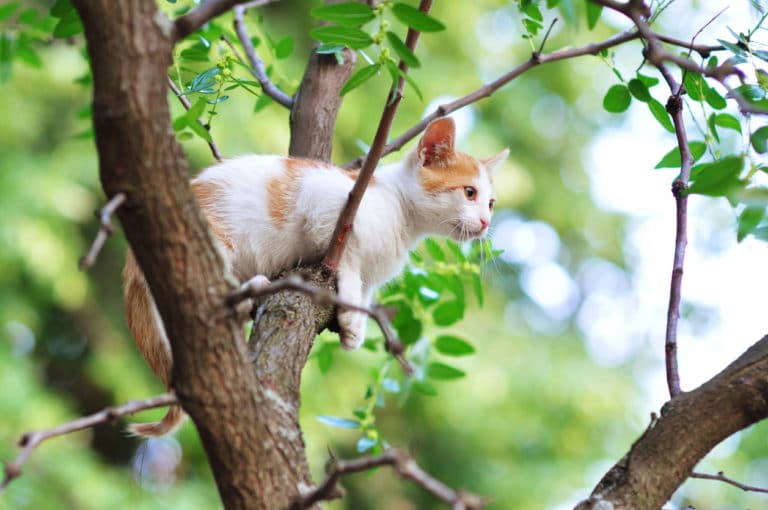 chat coincé arbre