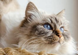chat sacré de birmanie