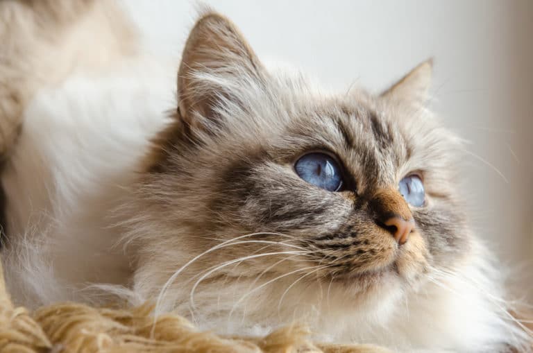 chat sacré de birmanie