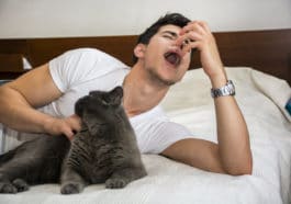allergie aux chats