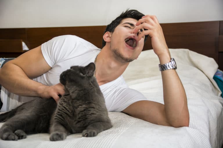 allergie aux chats