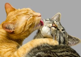 chats se lèchent
