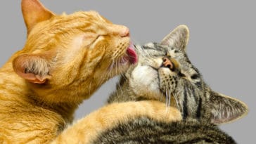 chats se lèchent