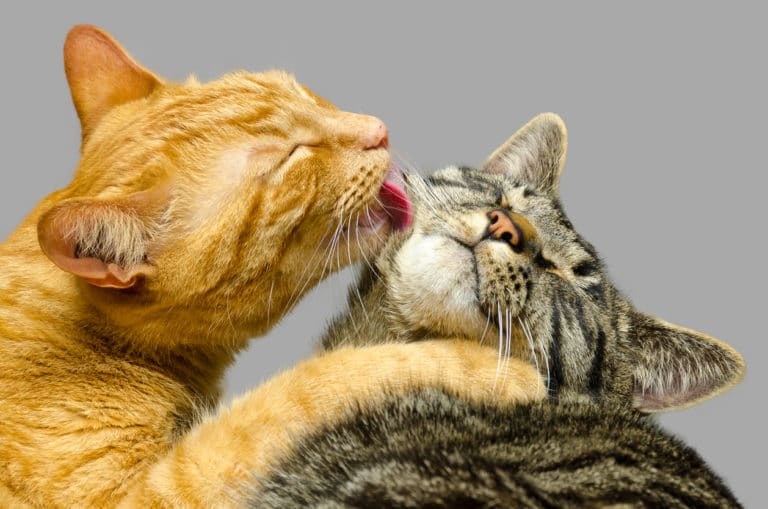 chats se lèchent