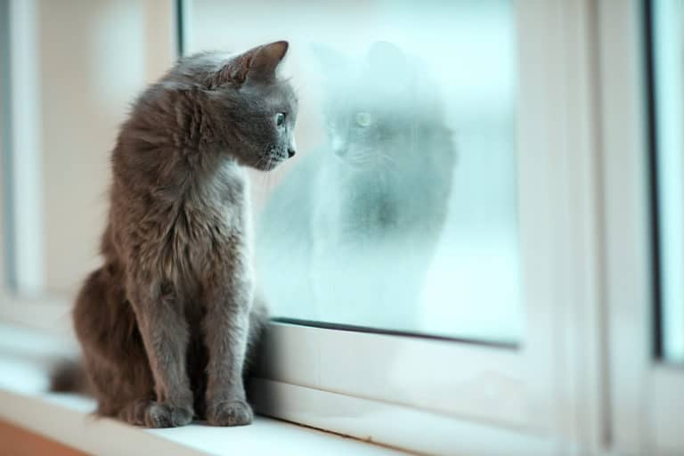 chat seul