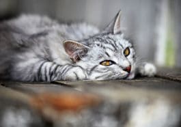 chat