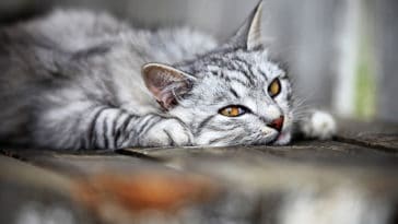 chat