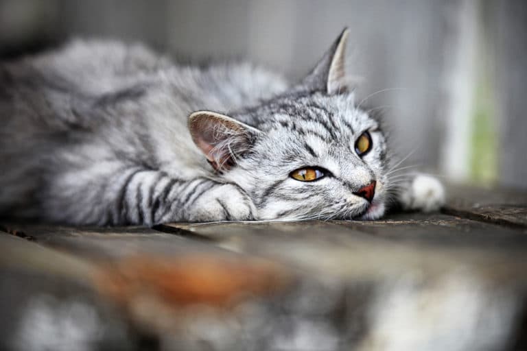 chat