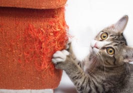 chat fait ses griffes