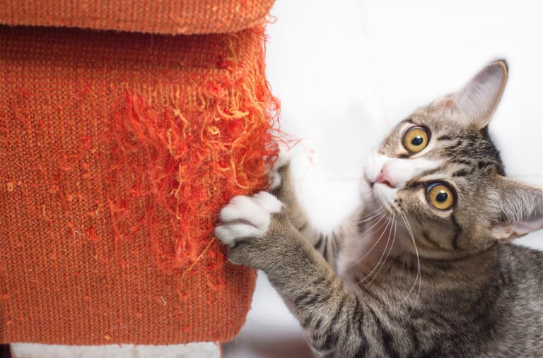 chat fait ses griffes
