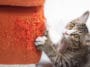 chat fait ses griffes