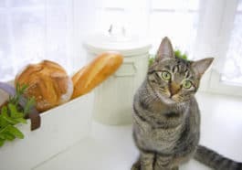 chat pain