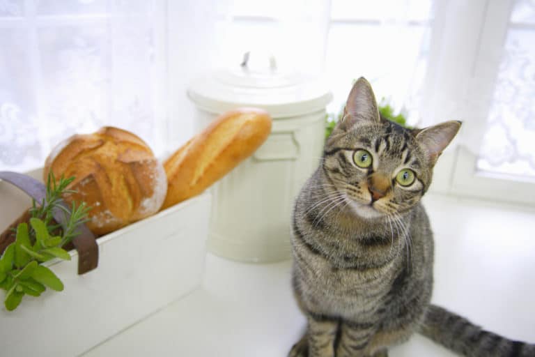 chat pain