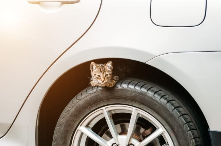 chat capot
