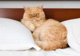 chat persan