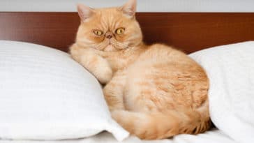 chat persan