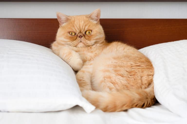 chat persan