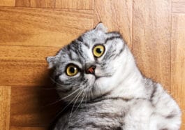 chat